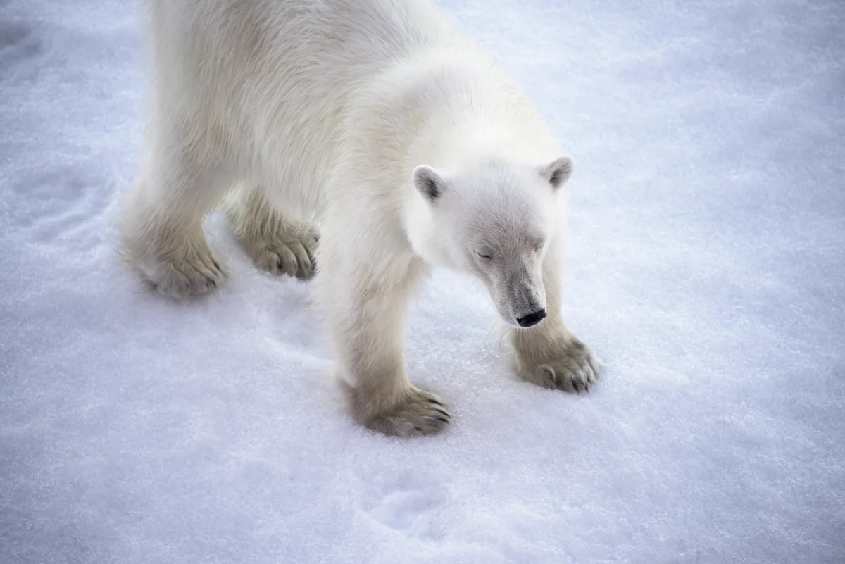 A polar bear photographed during an Arctic voyage by Christopher Michel in 2015.