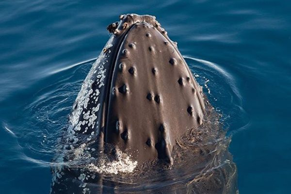 Whales of Franz Josef Land