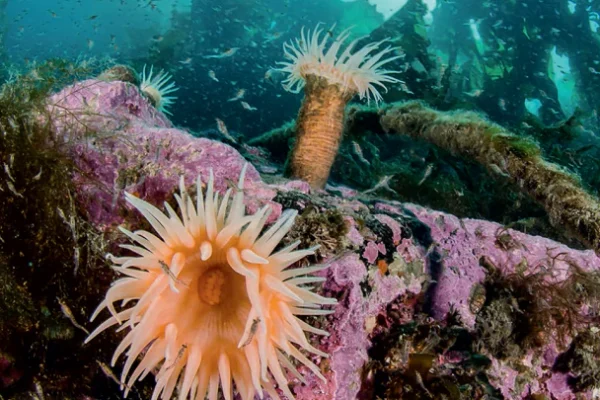 Marine Life Around Franz Josef Land
